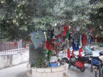 foto scattata dai ragazzi della III E all'albero dedicato alla memoria di Paolo Borsellino (Palermo)